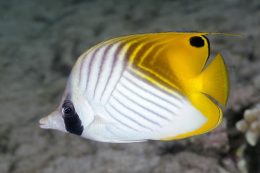 25 Beautiful Fish That You Can Keep in an Aquarium