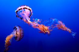 What do jellyfish eat