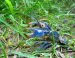 what do crayfish eat