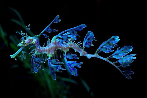 Flagtail Pipefish-1