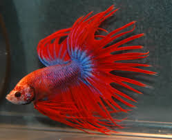 Crowntail Betta: Ultimate Care Guide