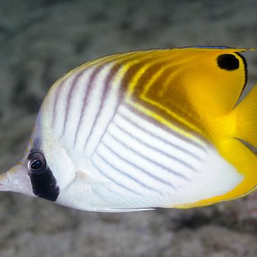 25 Beautiful Fish That You Can Keep in an Aquarium