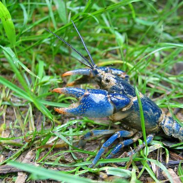what do crayfish eat