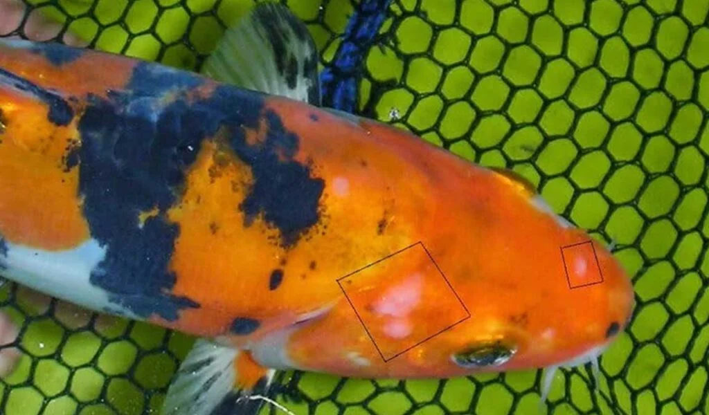 Tanda Awal Ikan Peliharaan Anda Sedang Tidak Sehat